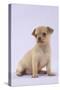 Chihuahua Puppy (6 Weeks)-null-Stretched Canvas