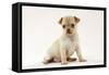 Chihuahua Puppy (6 Weeks)-null-Framed Stretched Canvas