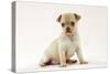 Chihuahua Puppy (6 Weeks)-null-Stretched Canvas