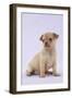 Chihuahua Puppy (6 Weeks)-null-Framed Photographic Print