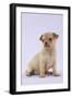 Chihuahua Puppy (6 Weeks)-null-Framed Photographic Print