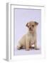 Chihuahua Puppy (6 Weeks)-null-Framed Photographic Print