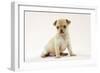 Chihuahua Puppy (6 Weeks)-null-Framed Photographic Print