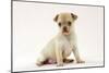 Chihuahua Puppy (6 Weeks)-null-Mounted Photographic Print