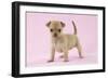 Chihuahua Puppy (6 Weeks)-null-Framed Photographic Print