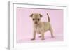 Chihuahua Puppy (6 Weeks)-null-Framed Photographic Print