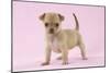 Chihuahua Puppy (6 Weeks)-null-Mounted Photographic Print