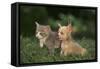 Chihuahua Puppy and a Kitten-DLILLC-Framed Stretched Canvas