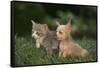 Chihuahua Puppy and a Kitten-DLILLC-Framed Stretched Canvas