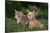 Chihuahua Puppy and a Kitten-DLILLC-Stretched Canvas