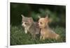 Chihuahua Puppy and a Kitten-DLILLC-Framed Photographic Print