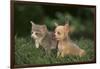 Chihuahua Puppy and a Kitten-DLILLC-Framed Photographic Print