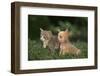 Chihuahua Puppy and a Kitten-DLILLC-Framed Photographic Print