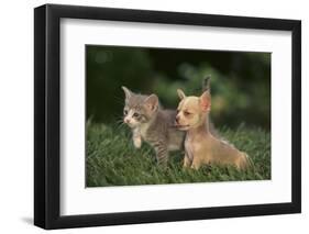 Chihuahua Puppy and a Kitten-DLILLC-Framed Photographic Print