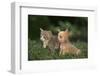 Chihuahua Puppy and a Kitten-DLILLC-Framed Photographic Print