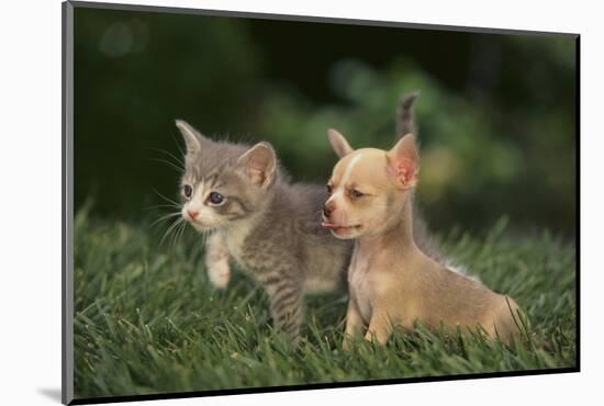 Chihuahua Puppy and a Kitten-DLILLC-Mounted Photographic Print