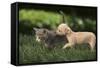 Chihuahua Puppy and Kitten-DLILLC-Framed Stretched Canvas