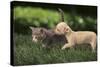 Chihuahua Puppy and Kitten-DLILLC-Stretched Canvas