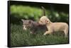 Chihuahua Puppy and Kitten-DLILLC-Framed Stretched Canvas
