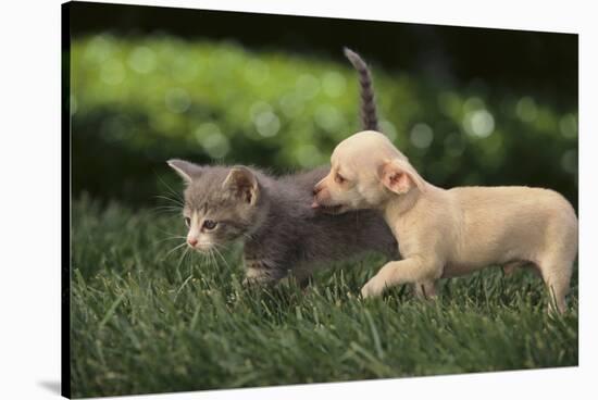 Chihuahua Puppy and Kitten-DLILLC-Stretched Canvas