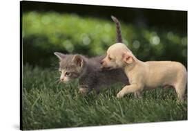 Chihuahua Puppy and Kitten-DLILLC-Stretched Canvas