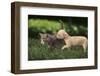 Chihuahua Puppy and Kitten-DLILLC-Framed Photographic Print