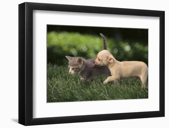 Chihuahua Puppy and Kitten-DLILLC-Framed Photographic Print