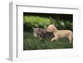 Chihuahua Puppy and Kitten-DLILLC-Framed Photographic Print