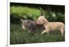 Chihuahua Puppy and Kitten-DLILLC-Framed Photographic Print