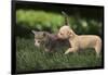 Chihuahua Puppy and Kitten-DLILLC-Framed Photographic Print