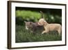 Chihuahua Puppy and Kitten-DLILLC-Framed Photographic Print