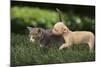 Chihuahua Puppy and Kitten-DLILLC-Mounted Photographic Print