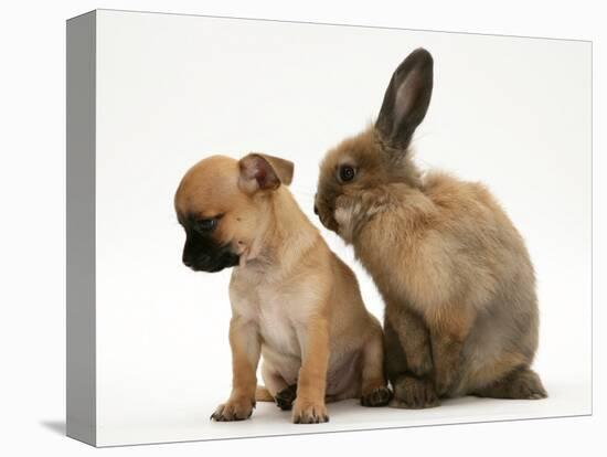 Chihuahua Puppy and Lionhead Rabbit-Jane Burton-Stretched Canvas