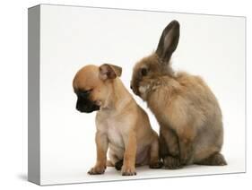 Chihuahua Puppy and Lionhead Rabbit-Jane Burton-Stretched Canvas