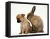 Chihuahua Puppy and Lionhead Rabbit-Jane Burton-Framed Stretched Canvas