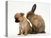 Chihuahua Puppy and Lionhead Rabbit-Jane Burton-Stretched Canvas