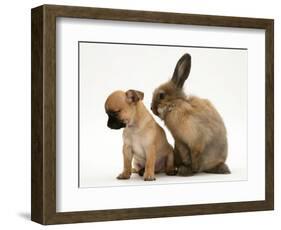 Chihuahua Puppy and Lionhead Rabbit-Jane Burton-Framed Premium Photographic Print