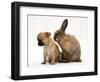 Chihuahua Puppy and Lionhead Rabbit-Jane Burton-Framed Premium Photographic Print
