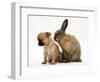 Chihuahua Puppy and Lionhead Rabbit-Jane Burton-Framed Premium Photographic Print