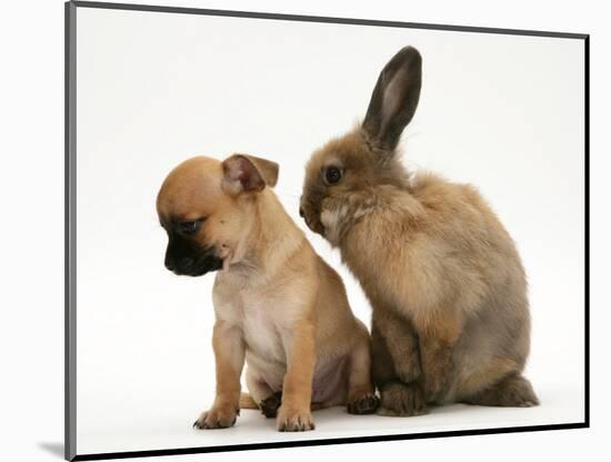 Chihuahua Puppy and Lionhead Rabbit-Jane Burton-Mounted Premium Photographic Print