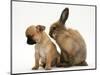 Chihuahua Puppy and Lionhead Rabbit-Jane Burton-Mounted Premium Photographic Print