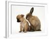 Chihuahua Puppy and Lionhead Rabbit-Jane Burton-Framed Photographic Print