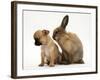 Chihuahua Puppy and Lionhead Rabbit-Jane Burton-Framed Photographic Print