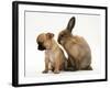 Chihuahua Puppy and Lionhead Rabbit-Jane Burton-Framed Photographic Print