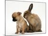 Chihuahua Puppy and Lionhead Rabbit-Jane Burton-Mounted Photographic Print