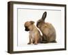 Chihuahua Puppy and Lionhead Rabbit-Jane Burton-Framed Photographic Print