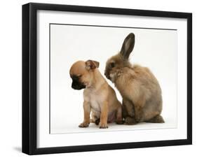 Chihuahua Puppy and Lionhead Rabbit-Jane Burton-Framed Photographic Print