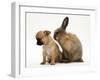 Chihuahua Puppy and Lionhead Rabbit-Jane Burton-Framed Photographic Print