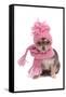 Chihuahua Puppy Funnily Dressed With Scarf And Hat For Cold Weather, Isolated-vitalytitov-Framed Stretched Canvas