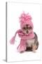 Chihuahua Puppy Funnily Dressed With Scarf And Hat For Cold Weather, Isolated-vitalytitov-Stretched Canvas